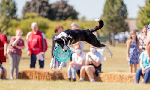 Dog catching a disc at a park outdoors in Springfield MO