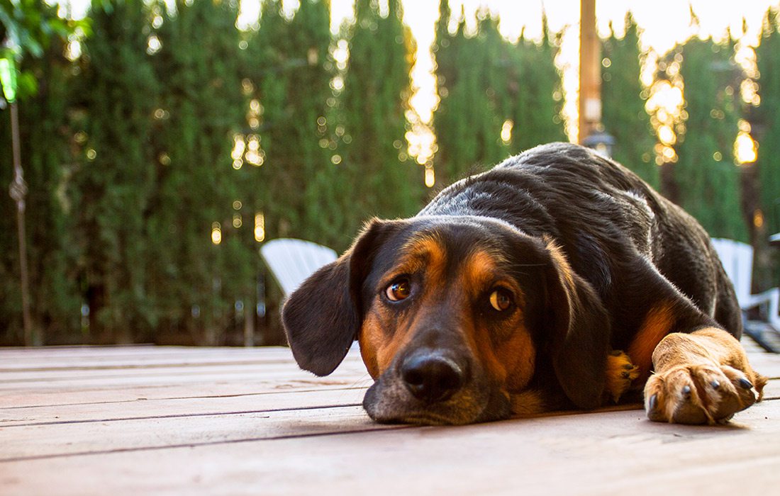 Dog laying on deck with trees in background