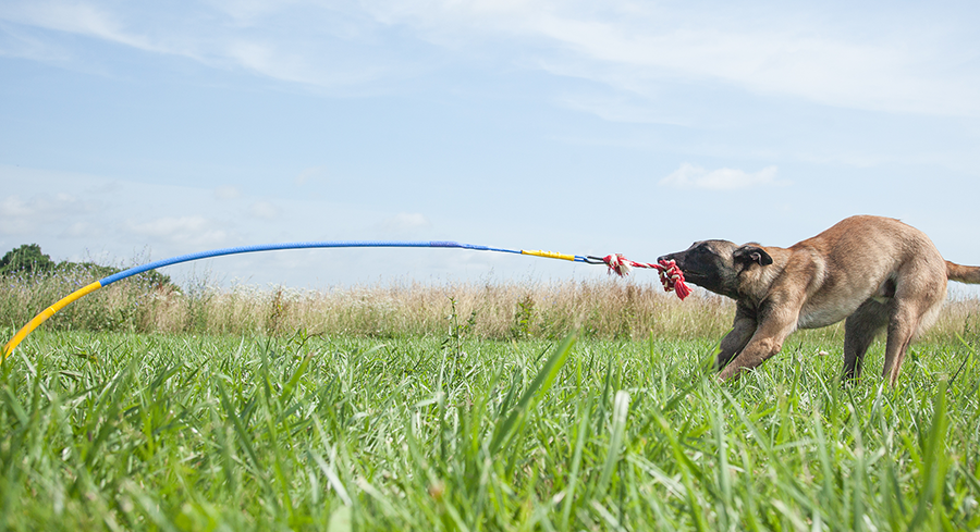 Tether tug outdoor dog hot sale toy