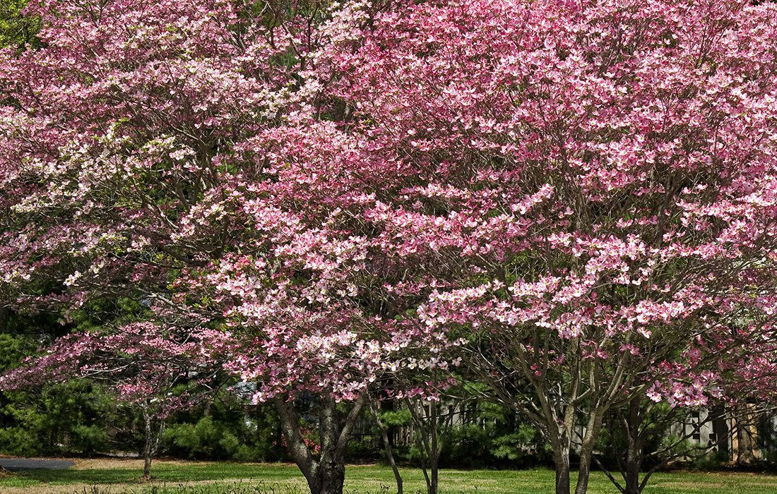 Spring Flowers near Springfield, MO