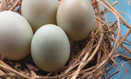 Duck Egg Eggucation