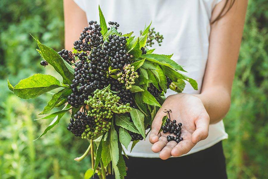 Berries