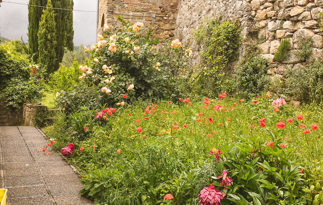 Wild flowers growing