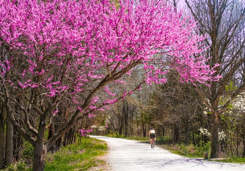 Spring Blooming Trees