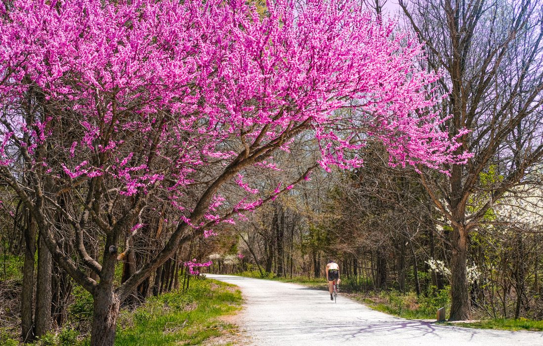 Blooming tree