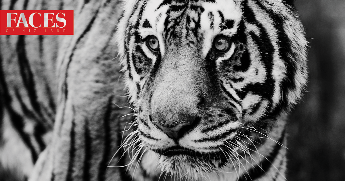 Tiger at National Tiger Sanctuary in Saddlebrooke MO