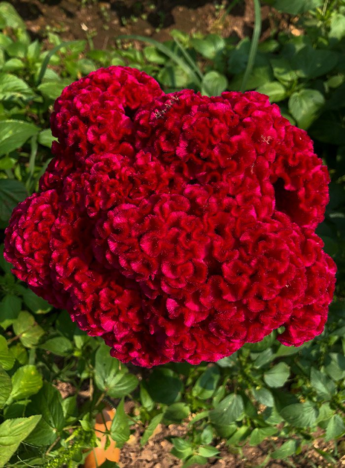 Large blossom of cockscomb