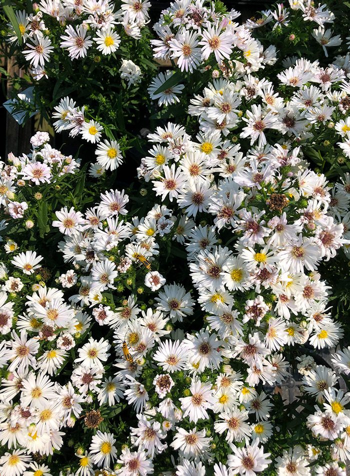 White asters.