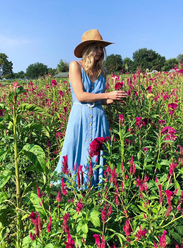 Heather in flower field