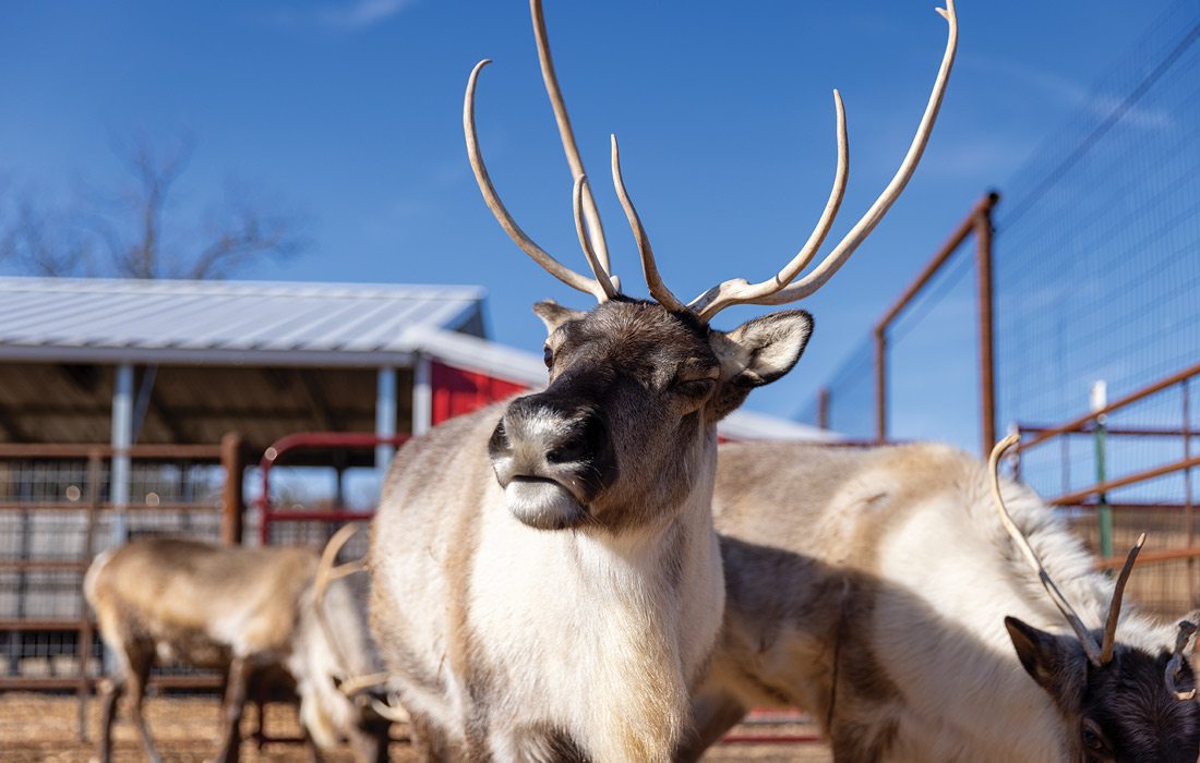 reindeer