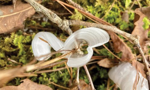 Hunting for Frost Flowers in the Ozarks