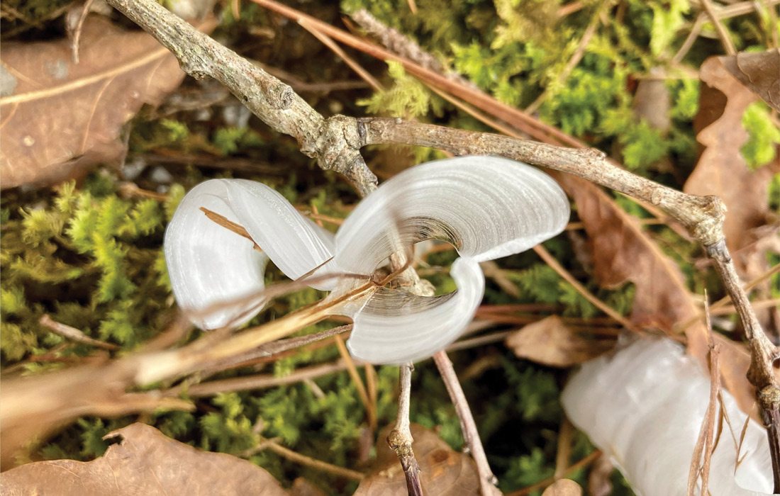 Frost flowers