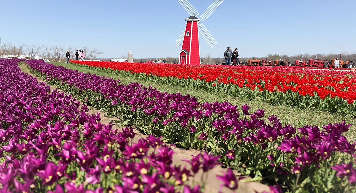 Experience the Tulips in Kearney, MO | 417 Magazine