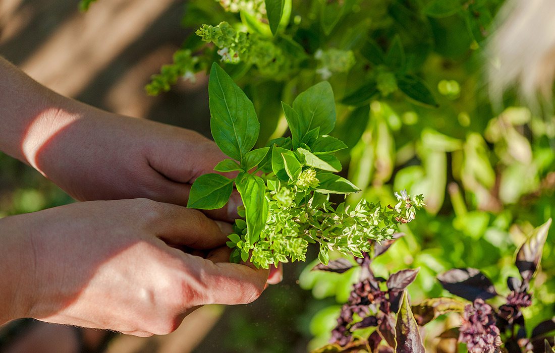 Hands holding a bunch of herbs in a garden