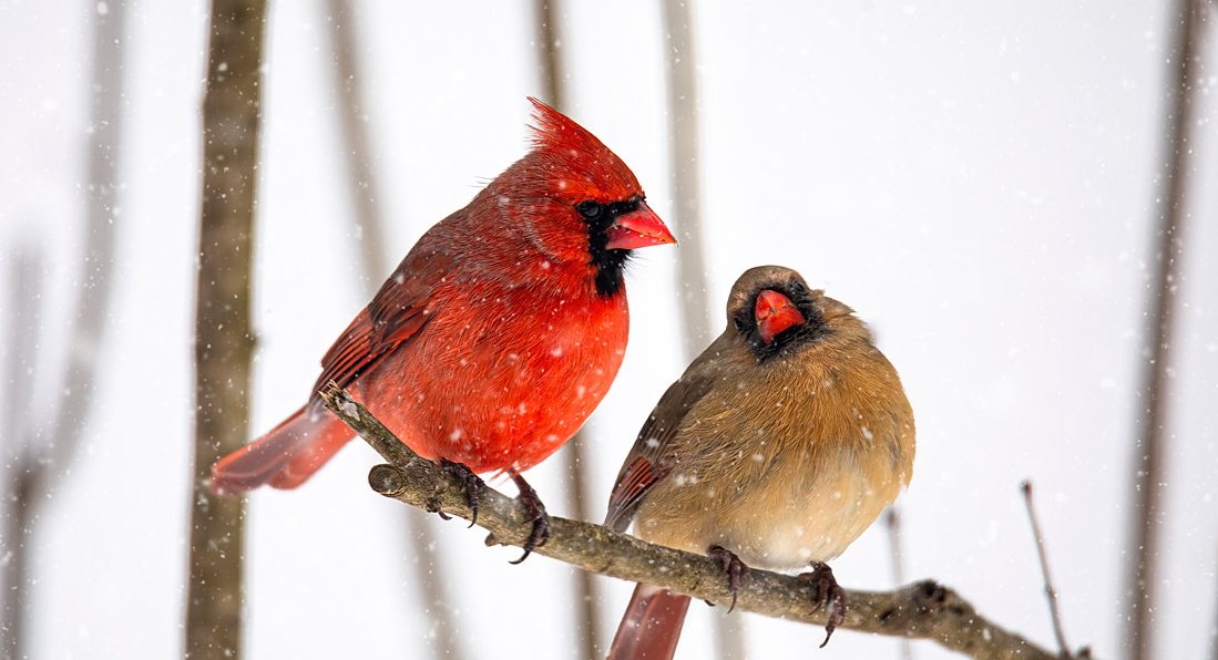 Winter Birdwatching in Southwest Missouri | 417 Magazine