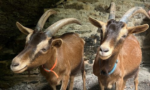 Goats on a goat hike with 37 North Expeditions