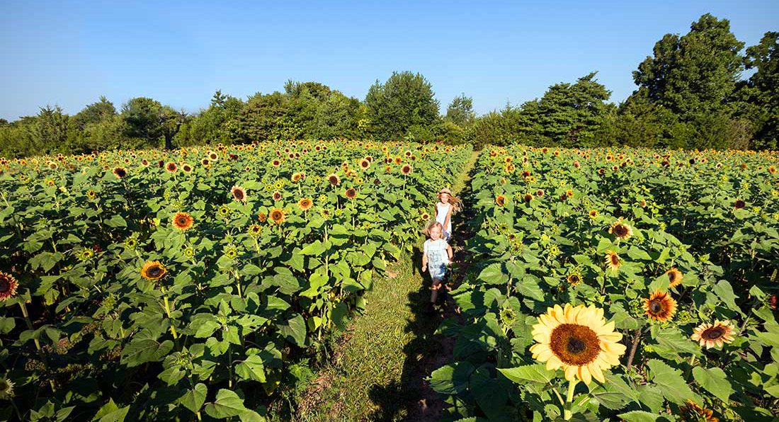 Sunflower Festivals and Farms in Springfield MO 417 Magazine