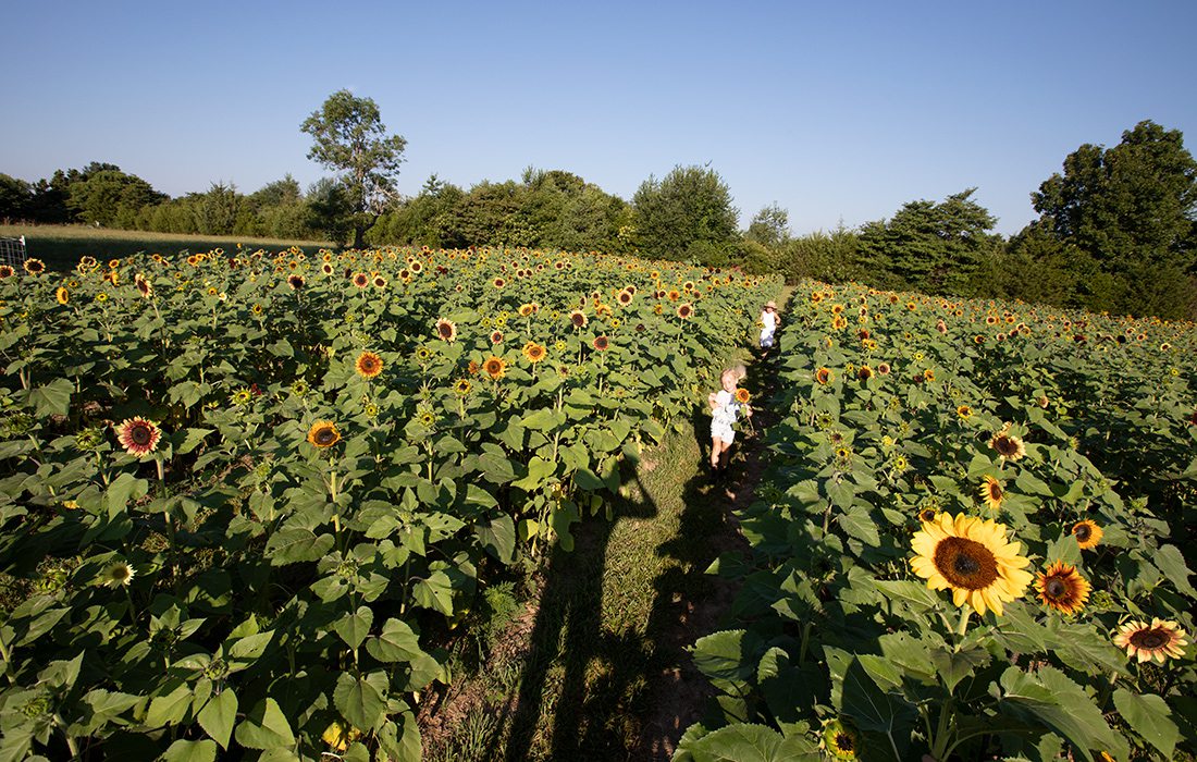 golden grove sunflower farms