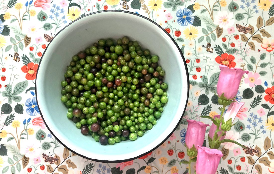 Wild gooseberries photo by Heather Kane Kohler