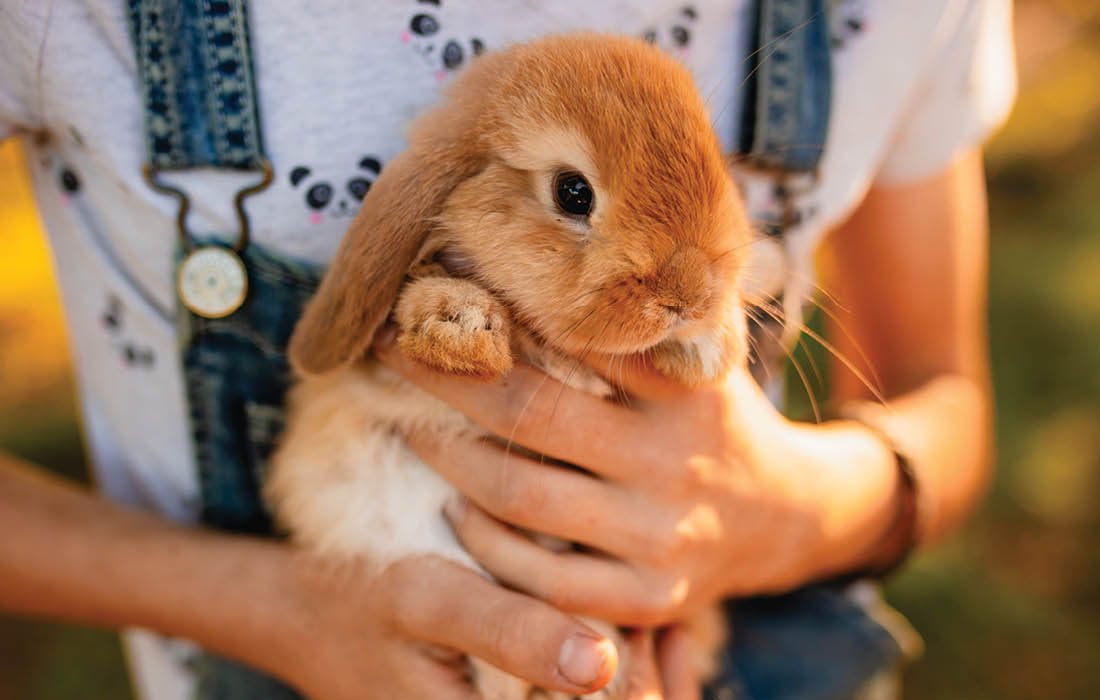 Person holding a rabbit