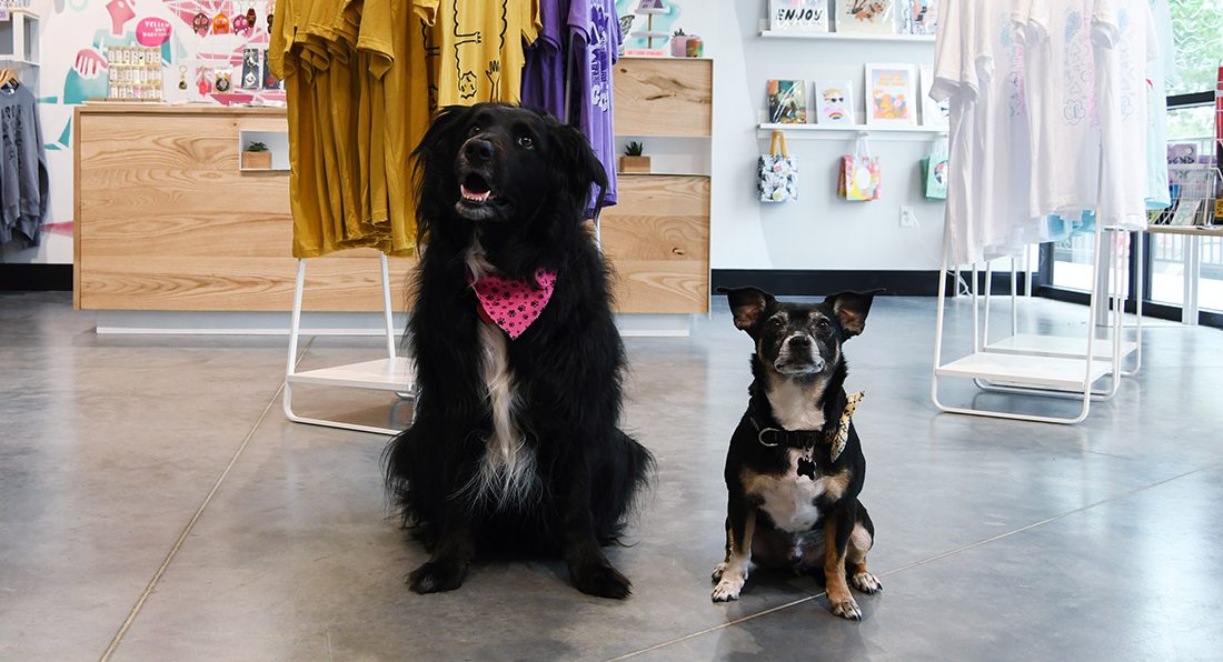 Springfield MO's Cutest Office Pets