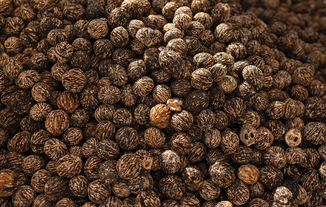 Black walnuts