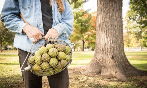 Celebrate the black walnut harvest in the Ozarks as Hammons Black Walnuts.