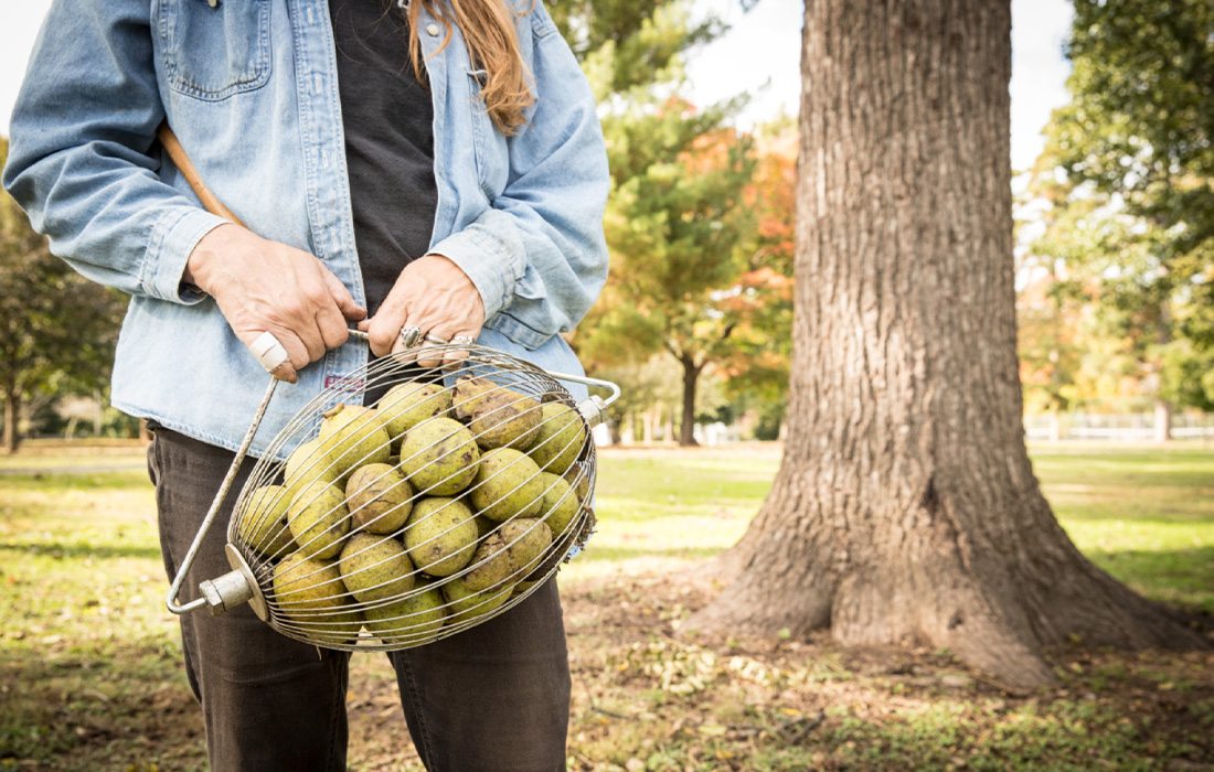 A Black Walnut Nut Wizard from Hammons Black Walnuts