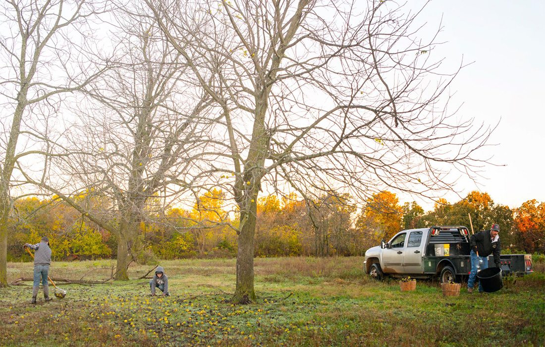 Hammons works harvesting black walnuts in the fall time.