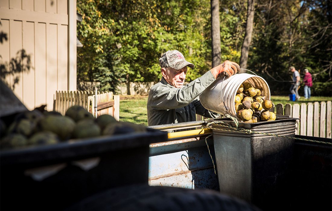 Harvesting Hammons Black Walnuts in the fall time.