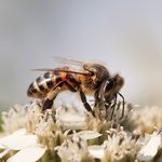 Slider Thumbnail: Bee