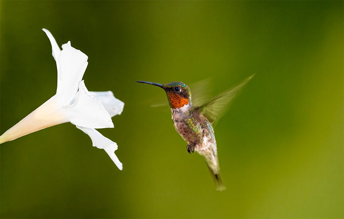hummingbird by flower