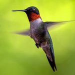 Slider Thumbnail: Hummingbird