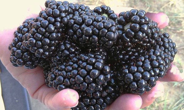 Blackberries from Hummingbird Berry Farm