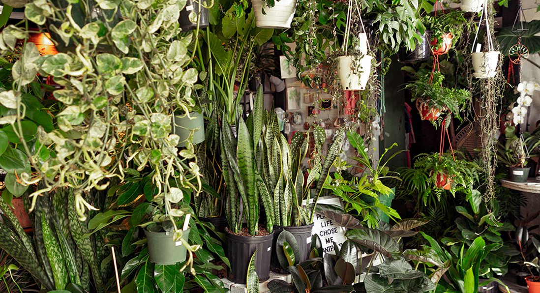 Plant Therapy Courtesy of The Plant Room