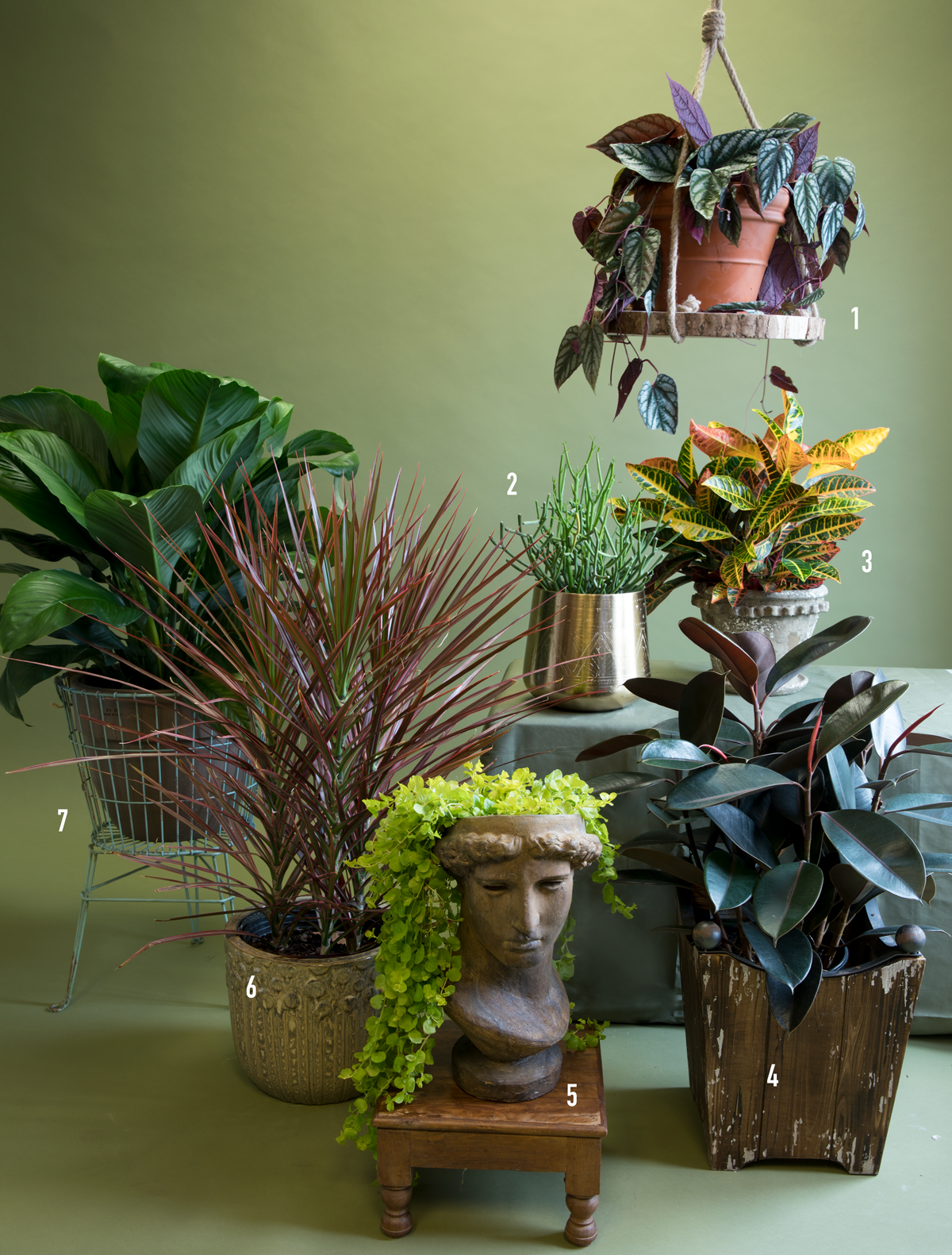 liven up your space with indoor plants