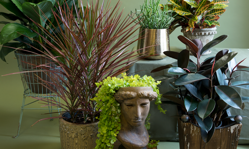 Liven Up Your Space with Indoor Plants