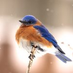 Slider Thumbnail: Bluebird