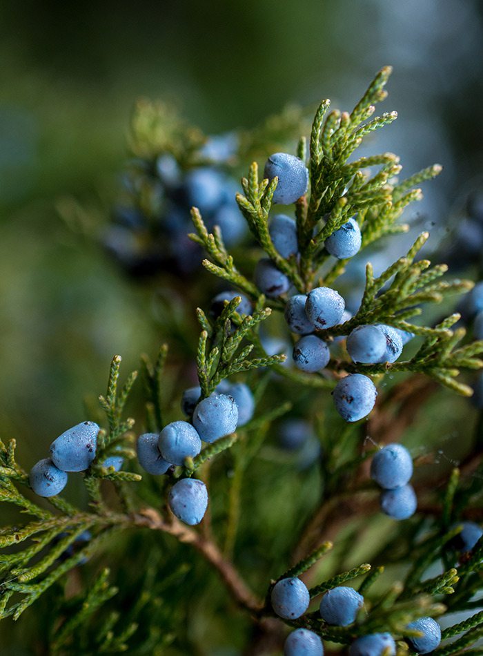 Blue juniper berries close up