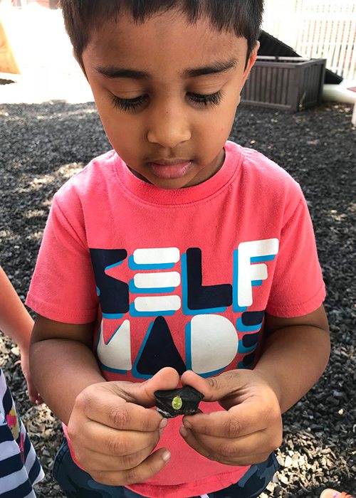 young boy looking at a beetle