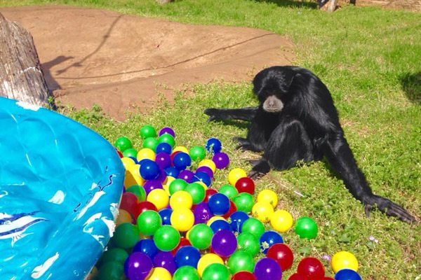Dickerson Park Zoo Kids Fair