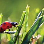 Slider Thumbnail: Ladybug in grass