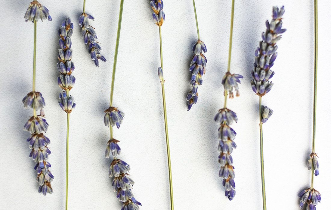 Lavender Recipes