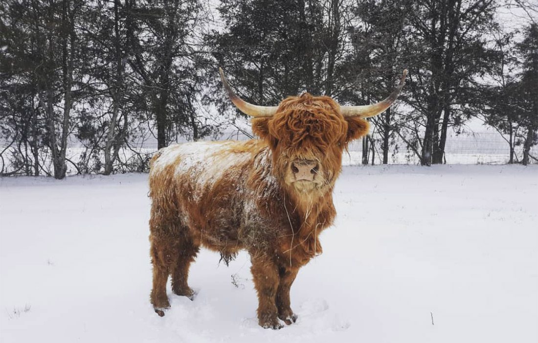 Livestock at Blue Heron Farm and Bakery