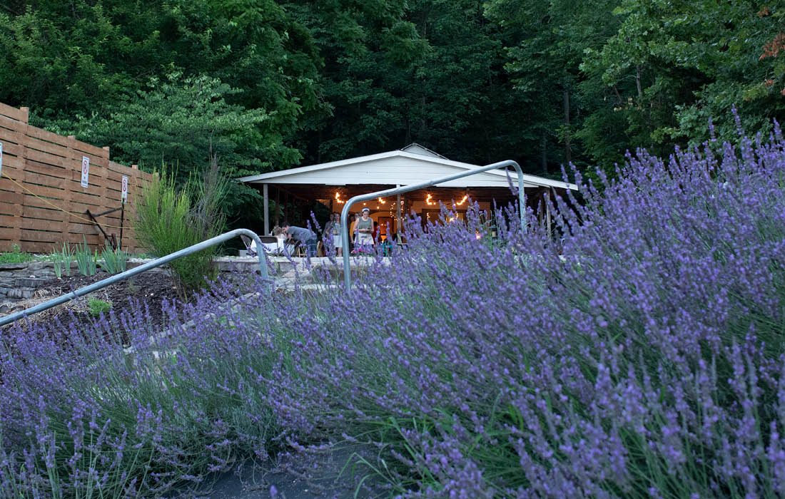 Lavender flowers at Lavender Falls Farm