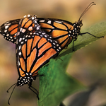 Slider Thumbnail: Butterflies