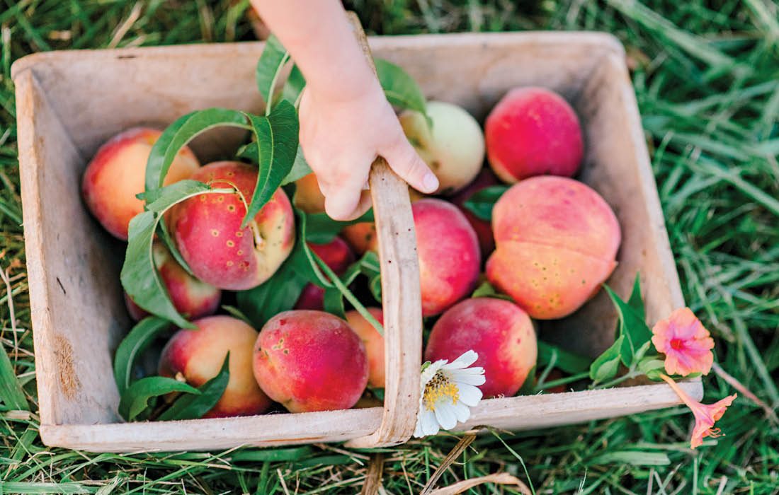 Peaches in a basket at Gardener's Orchard in southwest Missouri