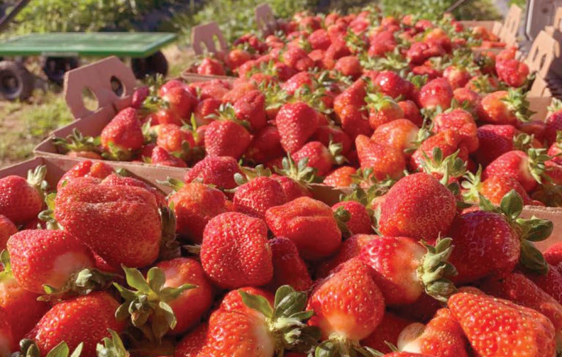 Strawberries at Gardener's Orchard in southwest Missouri