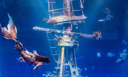 Mermaids are coming to Wonders of Wildlife in Springfield, MO this March.