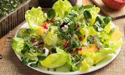 Healthy green and microgreens on a plate.